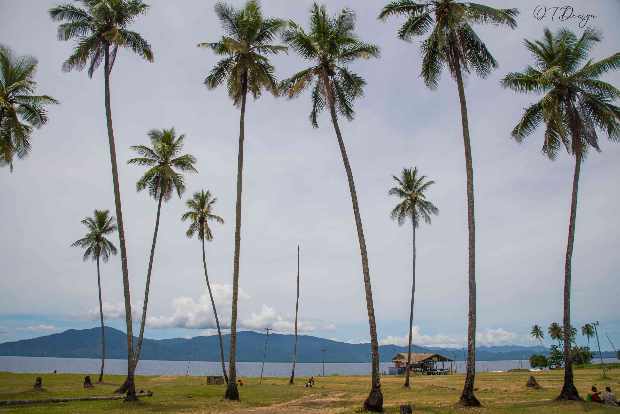 Big palm trees and a green yard in front of the sea in Alotau, Papua New Guinea