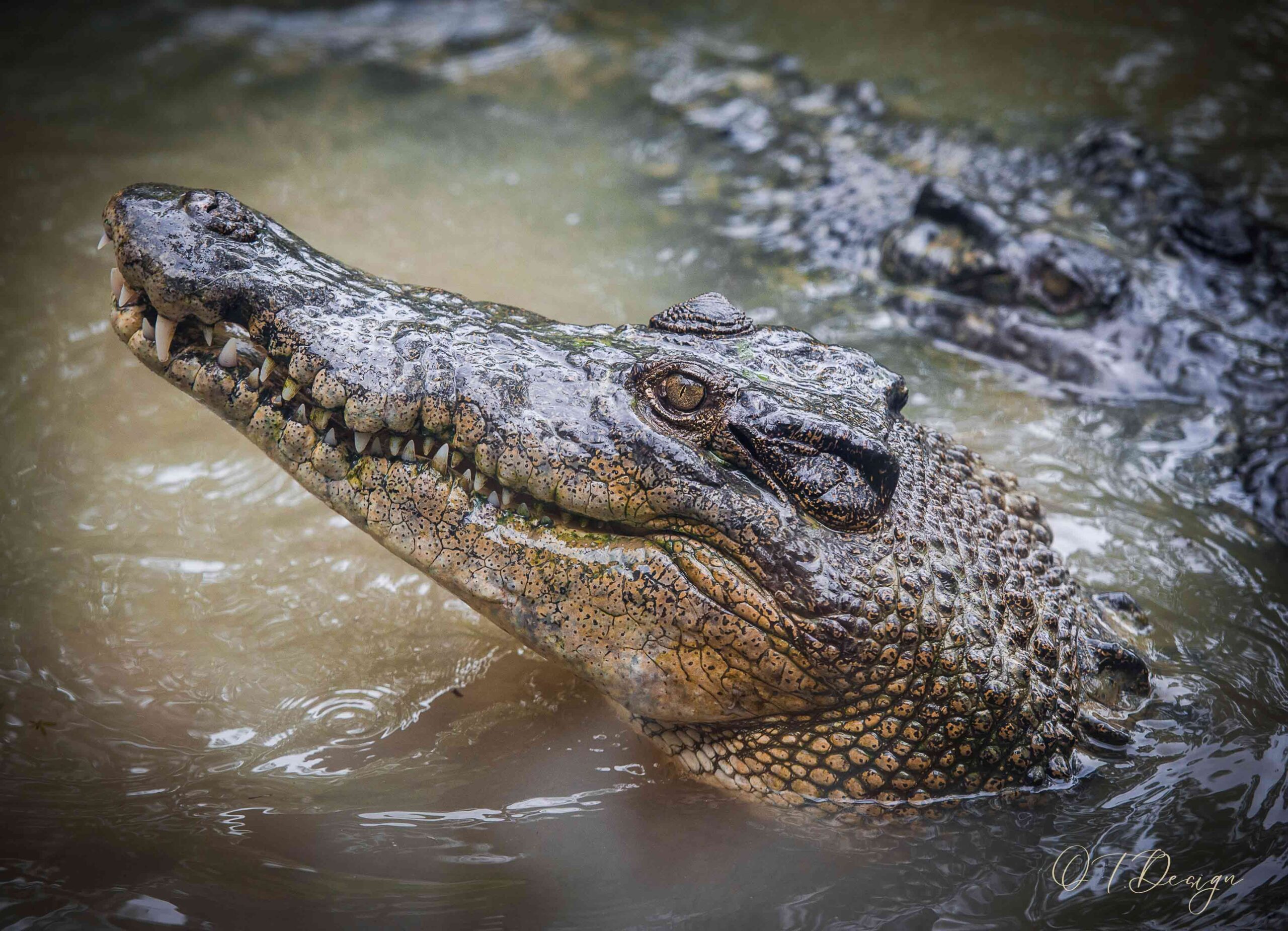 Crocodiles inside the water in their own habitat in Cairns, Australia