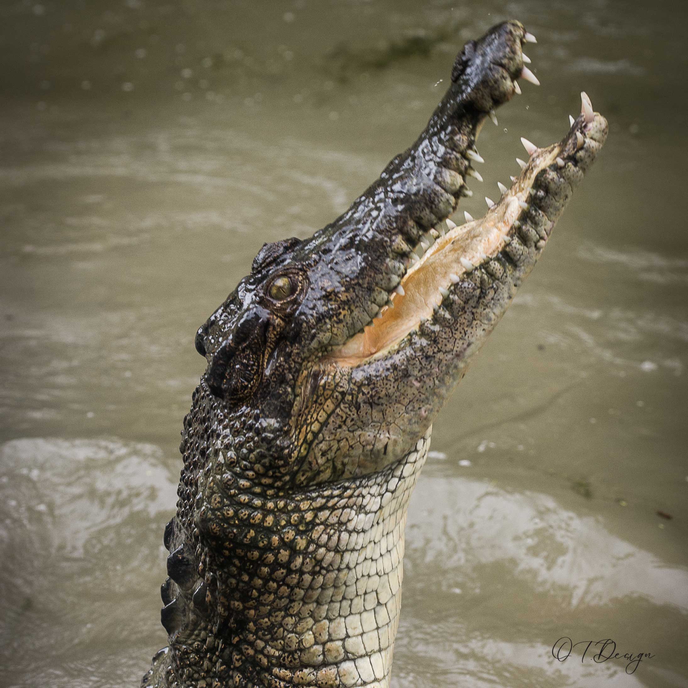 Crocodiles inside the water in their own habitat in Cairns, Australia