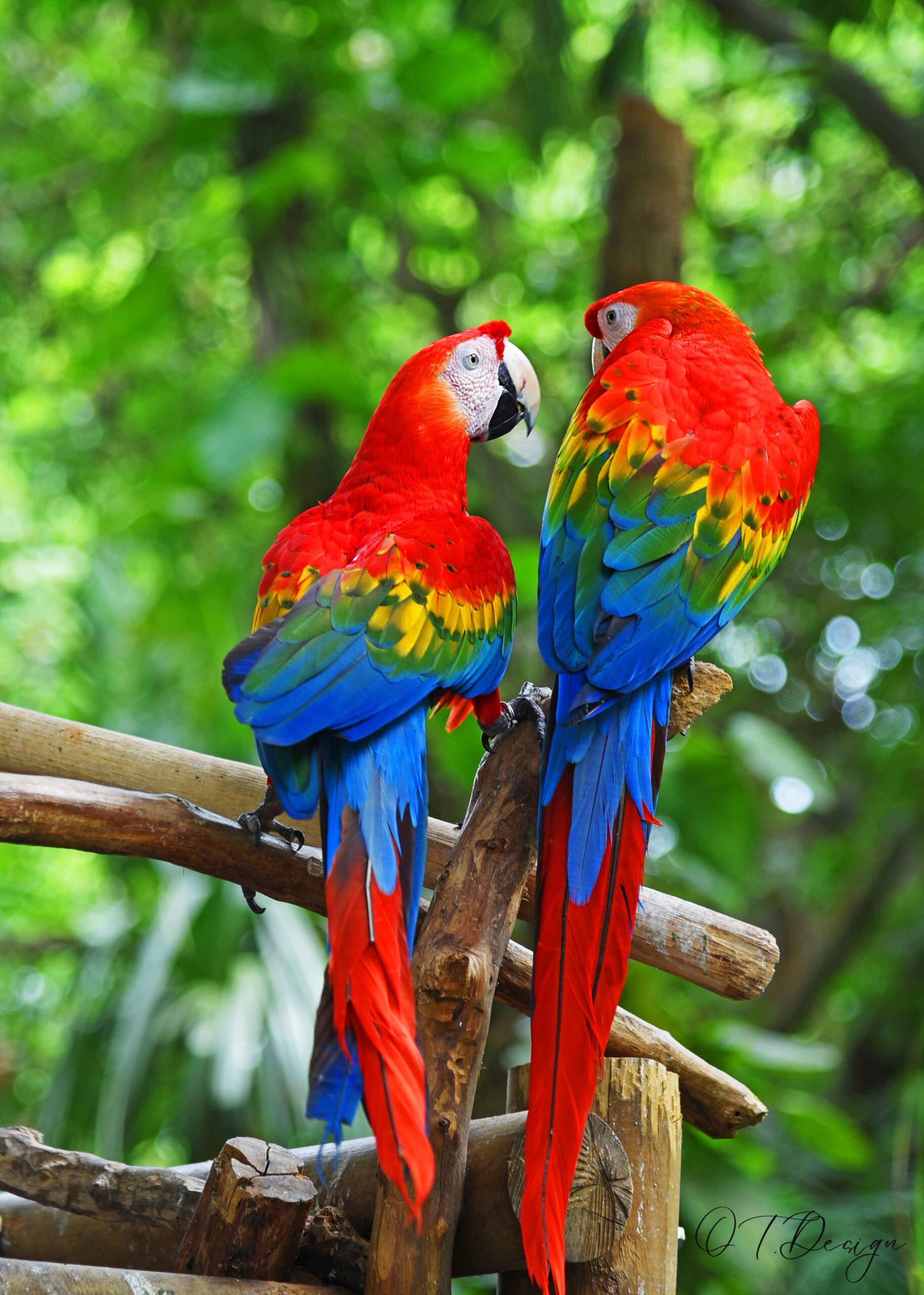 Parrots gazing at each other in the port of Cartagena, Colombia