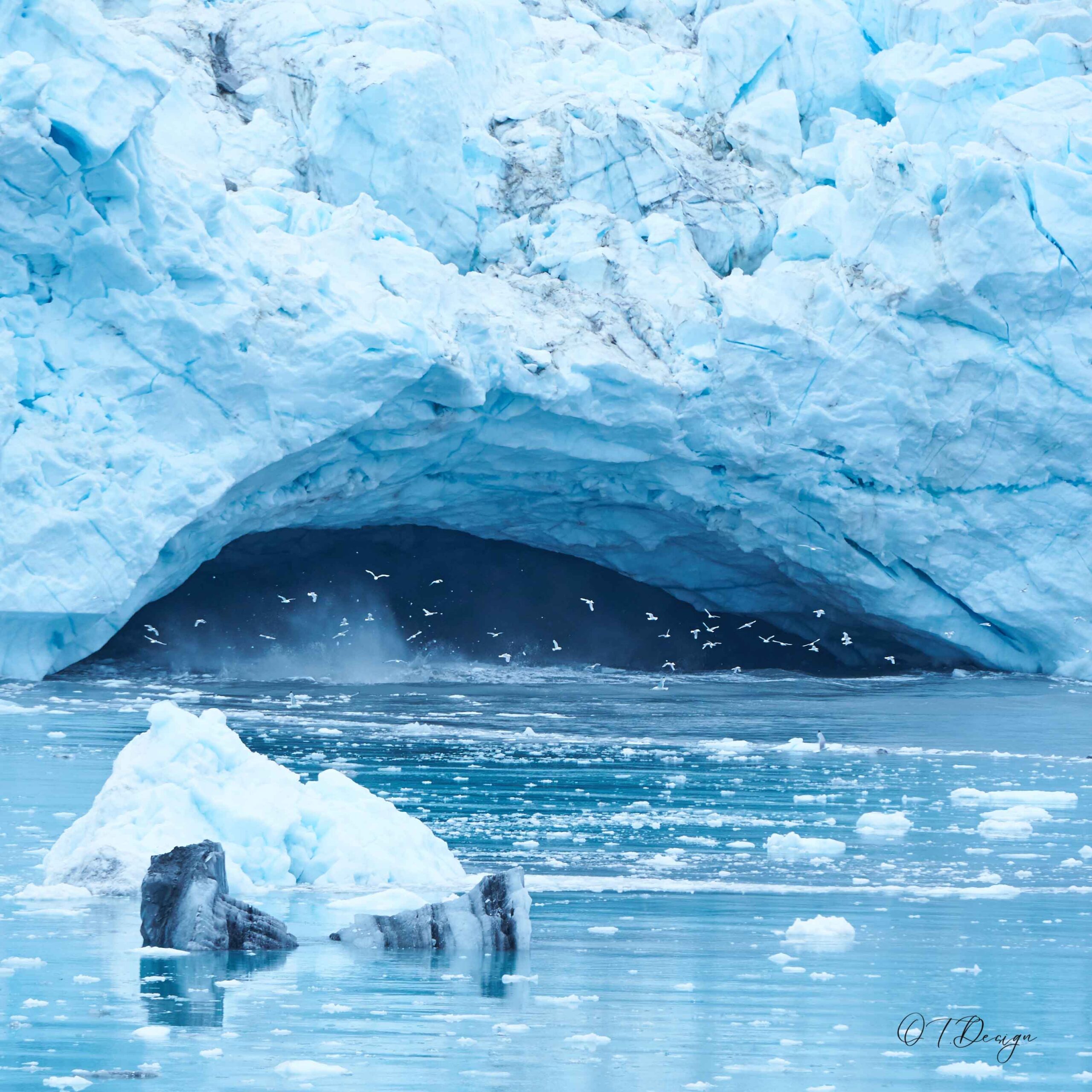 Birds flying from the cave after a huge part of the iceberg crashed in the water in Glacier Bay, Alaska