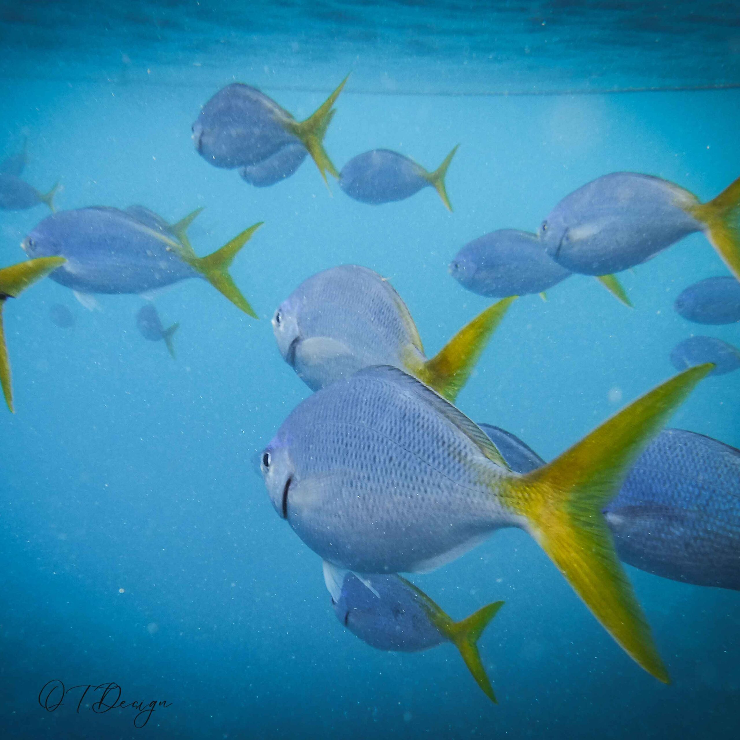 Underwater image of fish swimming at the Grand Barrier Reef, Australia