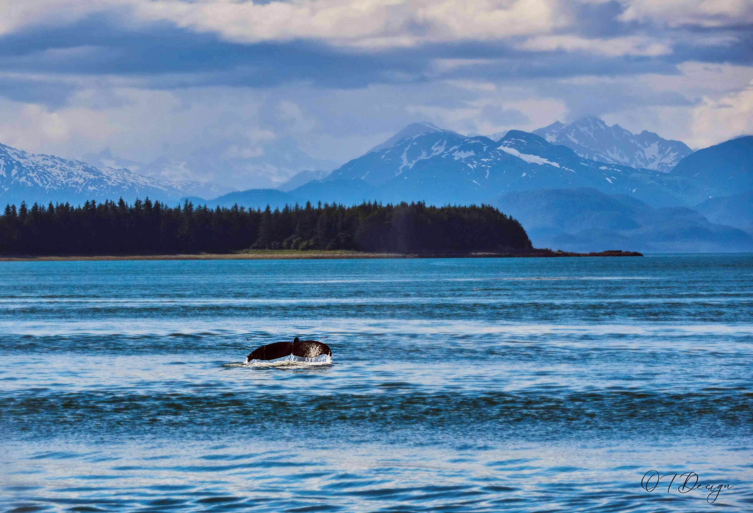 Whale showing its tale in Juneau, Alaska