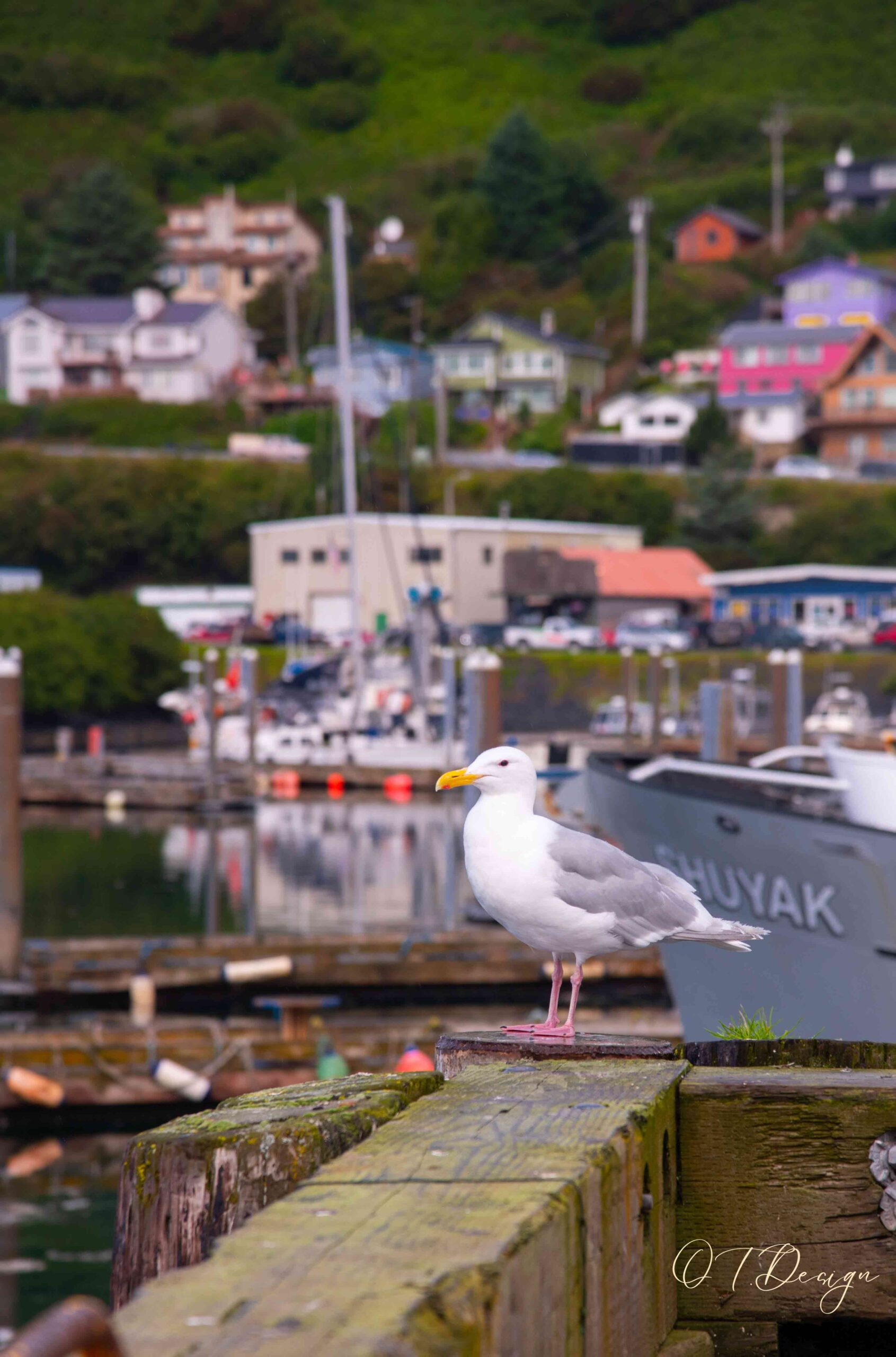 Seagle acting like the harbor guardian in Kodiak, Alaska