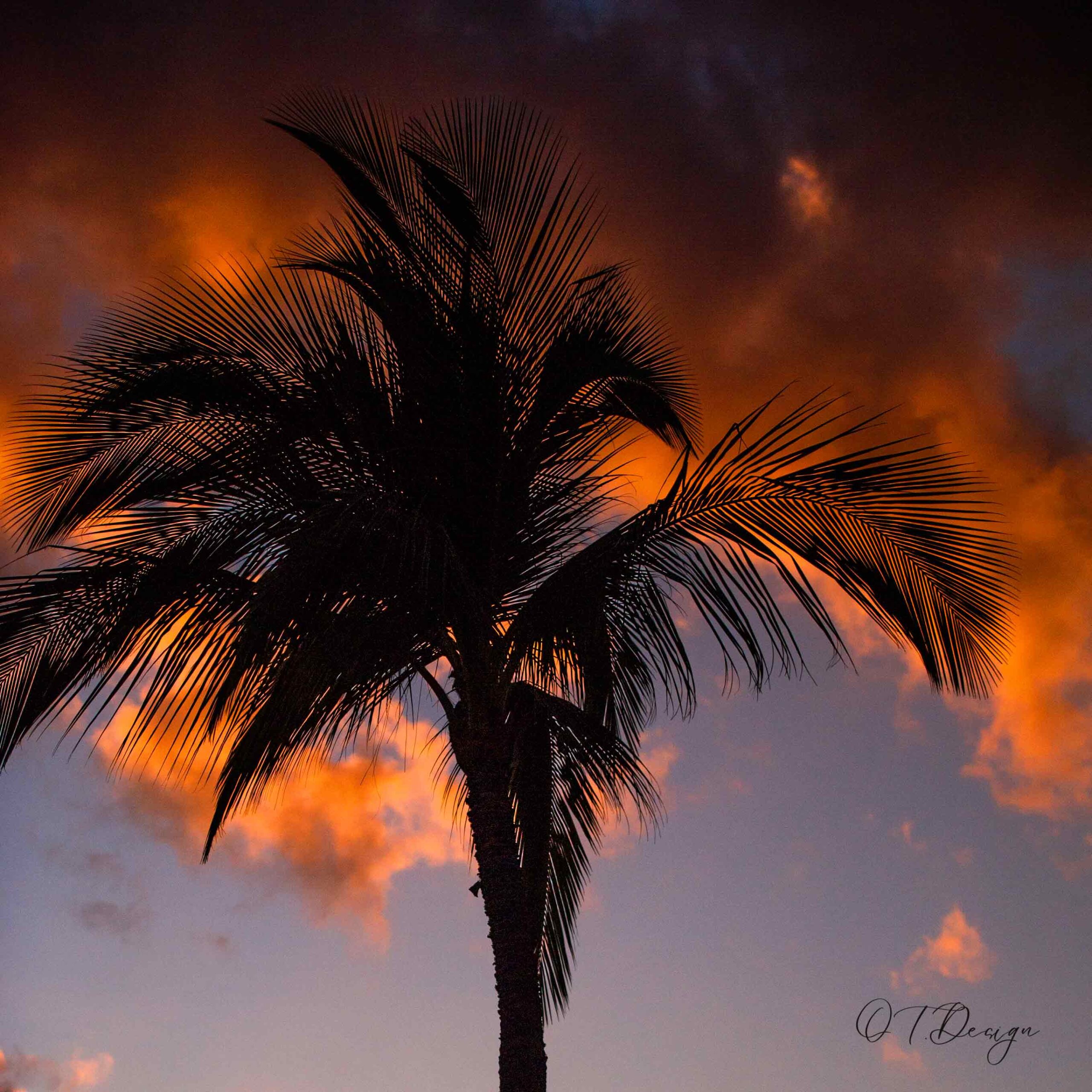 Palm trees dancing in the skies at sunset in Maui, Hawaii