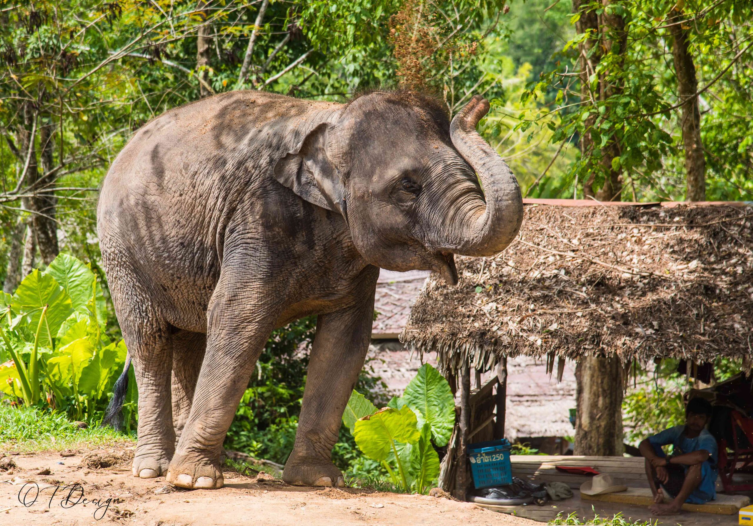 A gentle playful elephant in its habitat in Phuket, Thailand