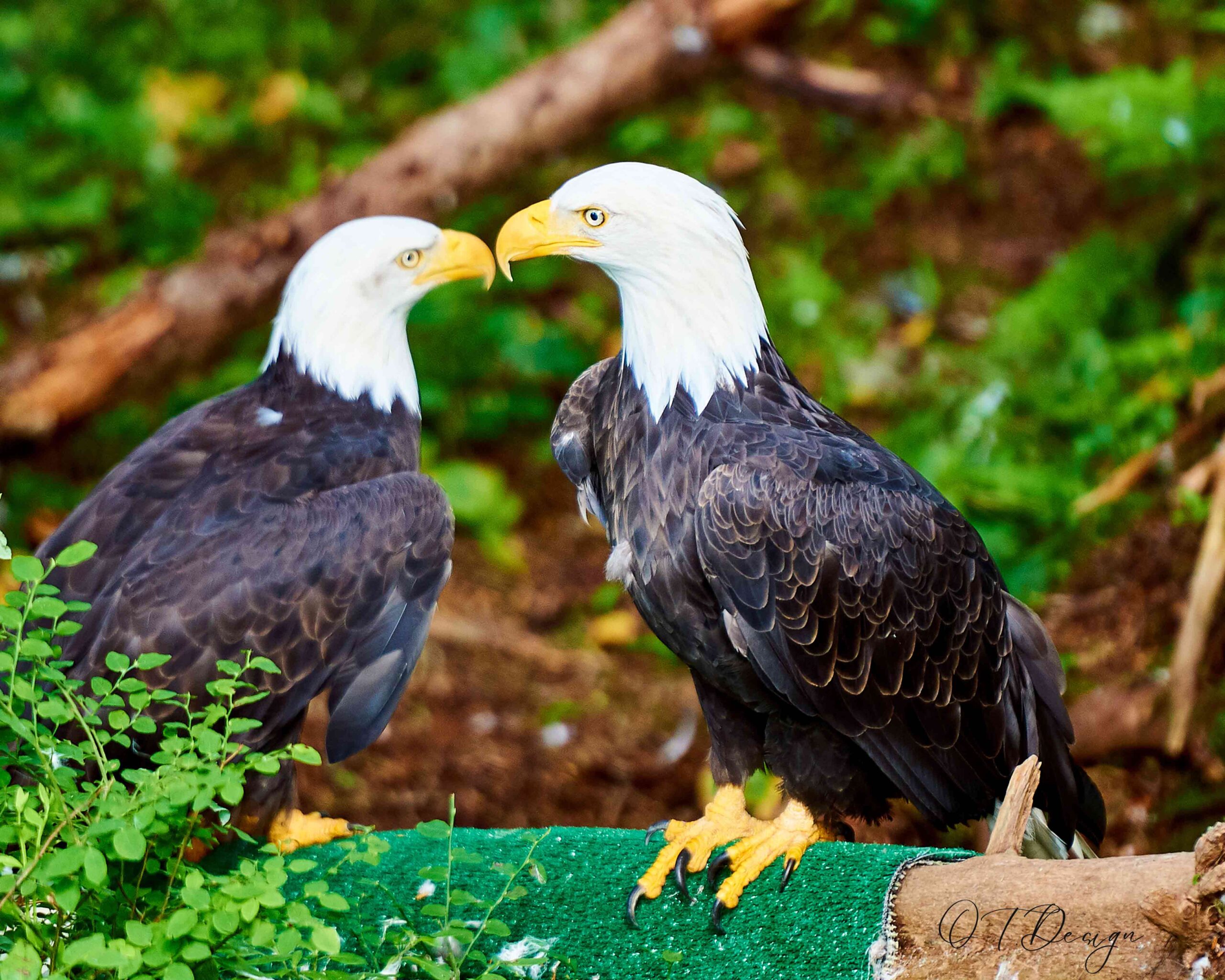 Two eagles in Sitka, Alaska