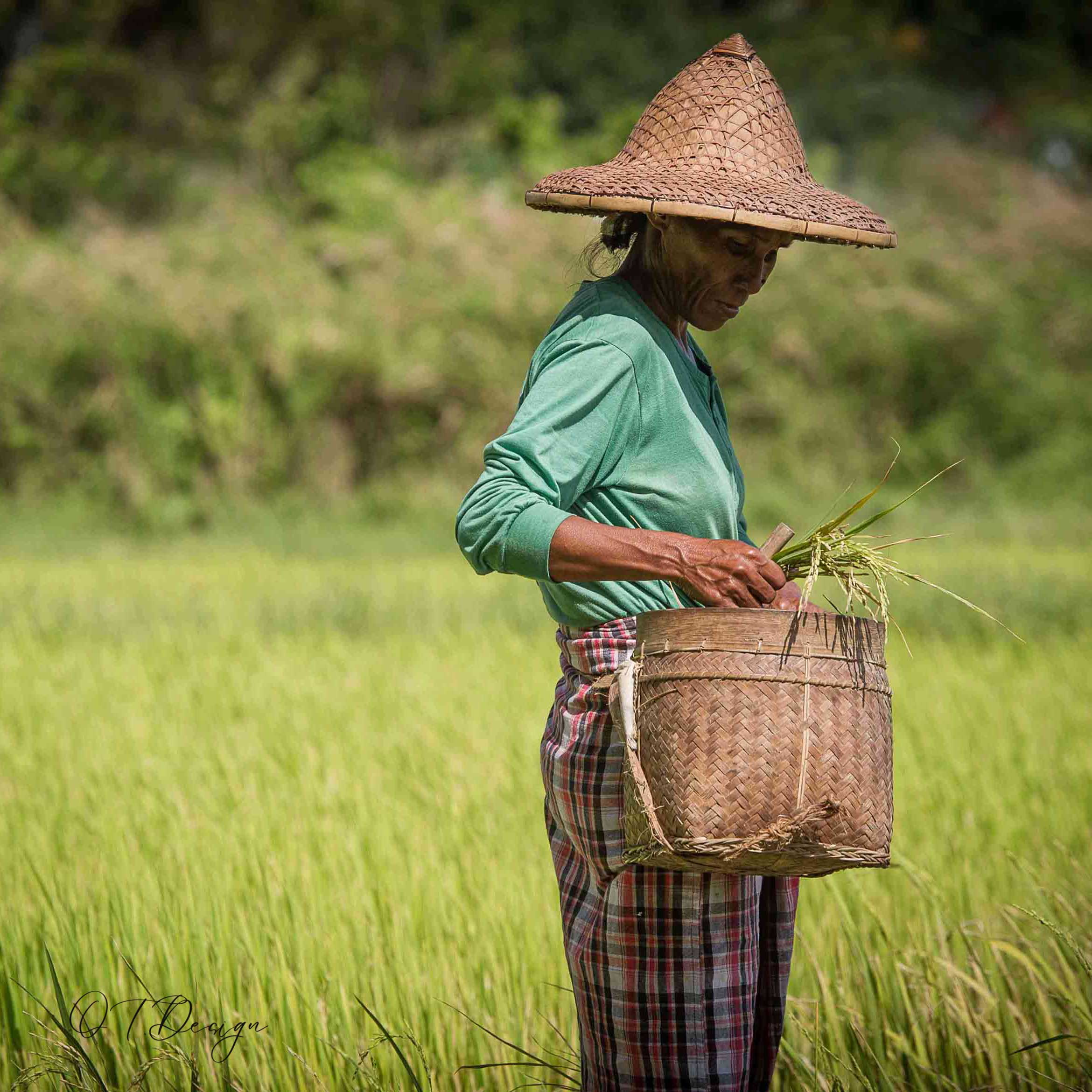 Lady working the field of Boracay Island, Philippines