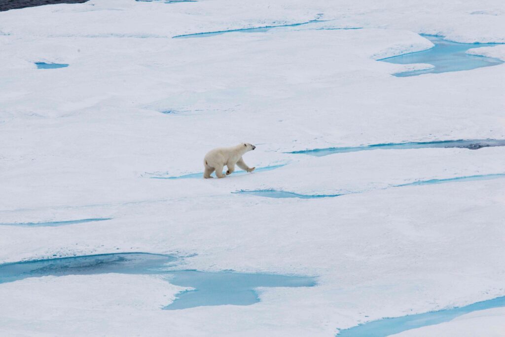 A solitary polar bear traverses the frozen landscape, embodying the untamed spirit of the Arctic wilderness.